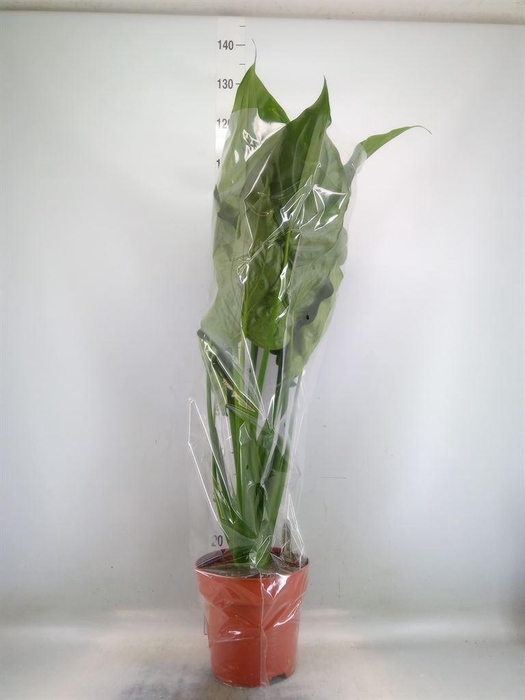 <h4>Alocasia cucullata</h4>
