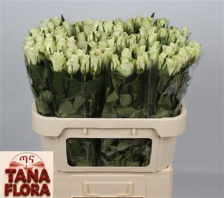 <h4>R GR ATHENA</h4>