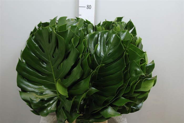 <h4>Monstera Blad 30cm</h4>