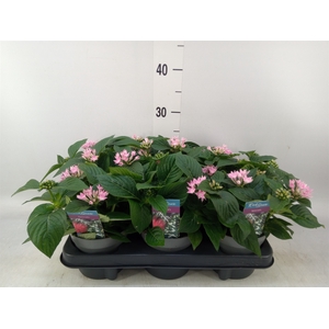 Pentas lanceolata 'Starclust Rose'