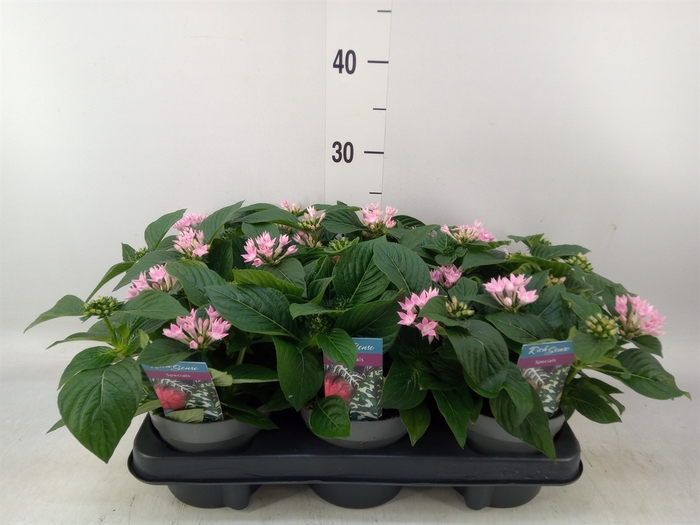 <h4>Pentas lanceolata 'Starclust Rose'</h4>