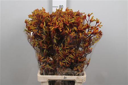 <h4>Anigoz Orange Velvet</h4>
