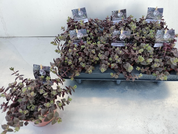 <h4>CRASS MARGINALIS</h4>