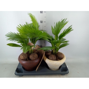 Livistona rotundifolia