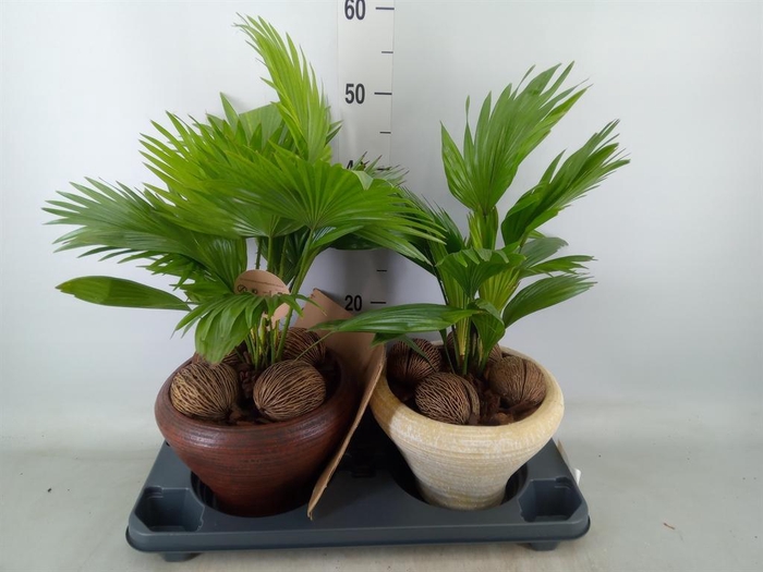 <h4>Livistona rotundifolia</h4>