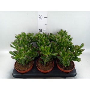 Crassula ovata 'Trompet'