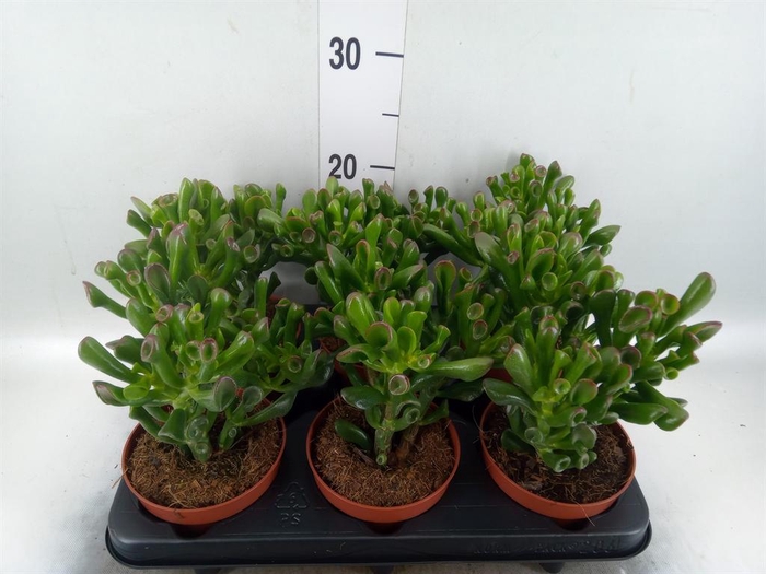 <h4>Crassula ovata 'Trompet'</h4>