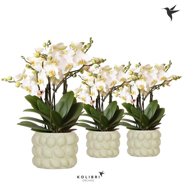<h4>Phalaenopsis Multifloratypes Anthura Lausanne</h4>