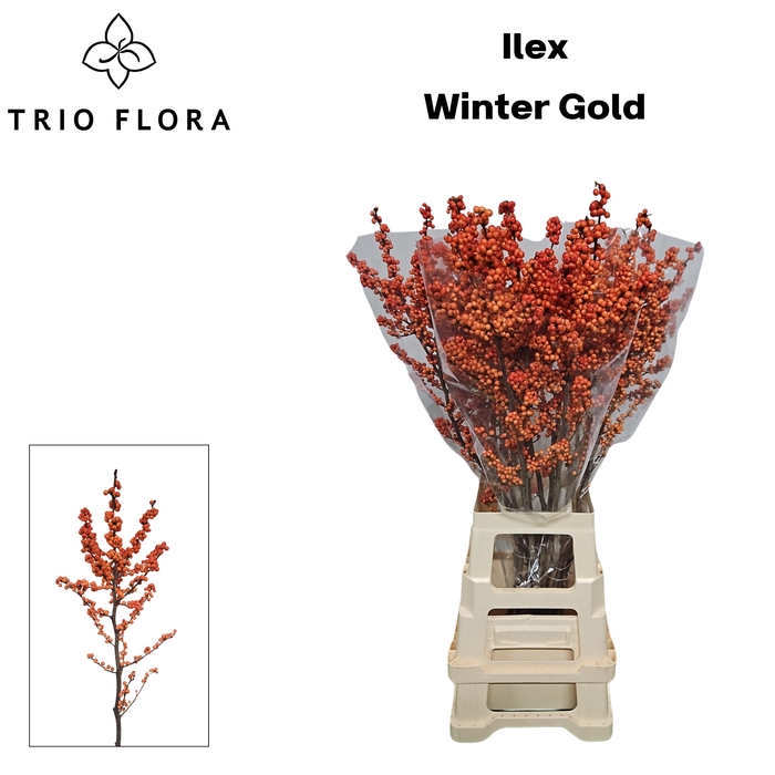 <h4>ILEX VE WINTER GOLD 996 L90</h4>