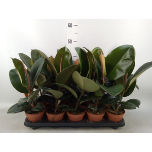 Ficus elastica 'Robusta'