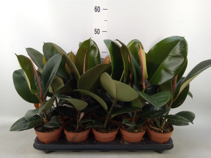 <h4>Ficus elastica 'Robusta'</h4>