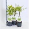 Acer Palm Dissectum