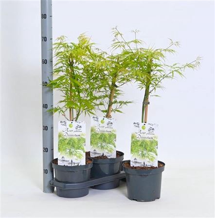 Acer Palm Dissectum