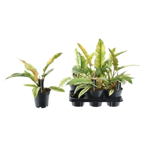 Philodendron Ring of Fire 14Ø 38cm