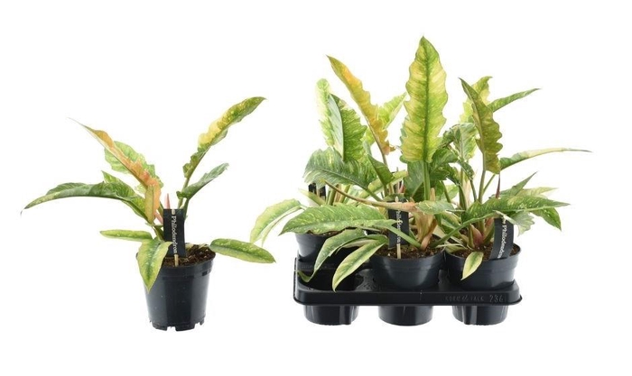 Philodendron Ring of Fire 14Ø 38cm