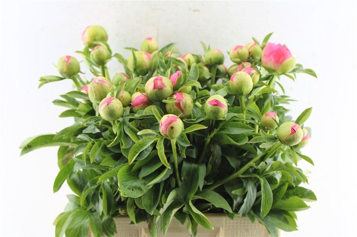 <h4>Paeonia L Coral Sunset</h4>