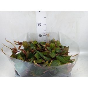 Philodendron scand.