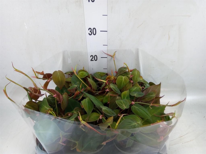 <h4>Philodendron scand.</h4>