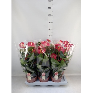 Anthurium andr. 'Tremendo'