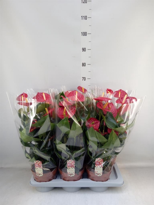 <h4>Anthurium andr. 'Tremendo'</h4>