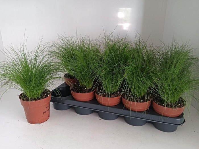 arr8 Stip Tenuifolia