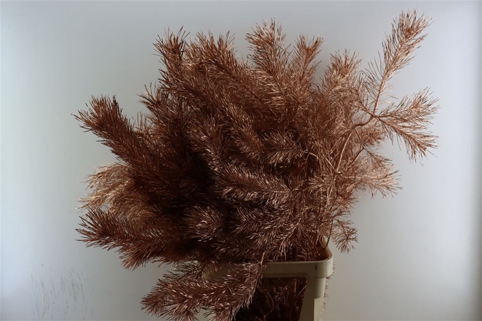 Pinus Alaska Paint Copper