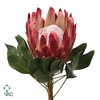 PROTEA CY RED REX