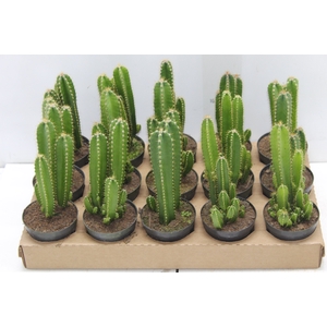 CACTUS ACANTHOCEREUS TETRAGONUS P09
