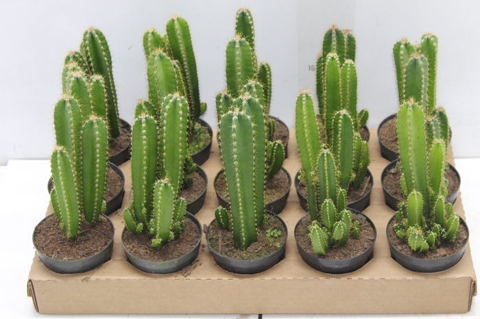 <h4>CACTUS ACANTHOCEREUS TETRAGONUS P09</h4>