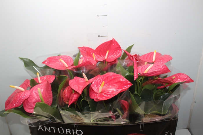 <h4>ANTHURIUM CALIFORNIA P17 ROSA PREMIUM</h4>