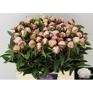 PAEO L GARDENIA