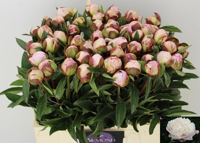 <h4>PAEO L GARDENIA</h4>
