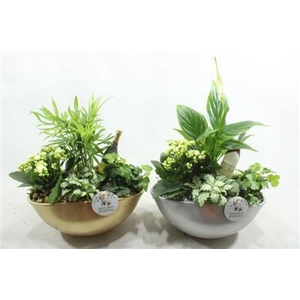 SC005 EYLEEN SYLVESTER