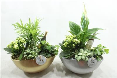 <h4>SC005 EYLEEN SYLVESTER</h4>