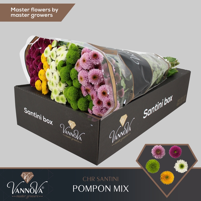 <h4>Chrysanten Chr S Pompon Gemengd</h4>