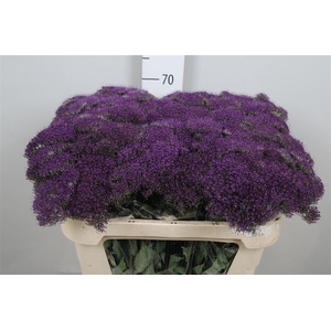 Trach Pu Lake Michig