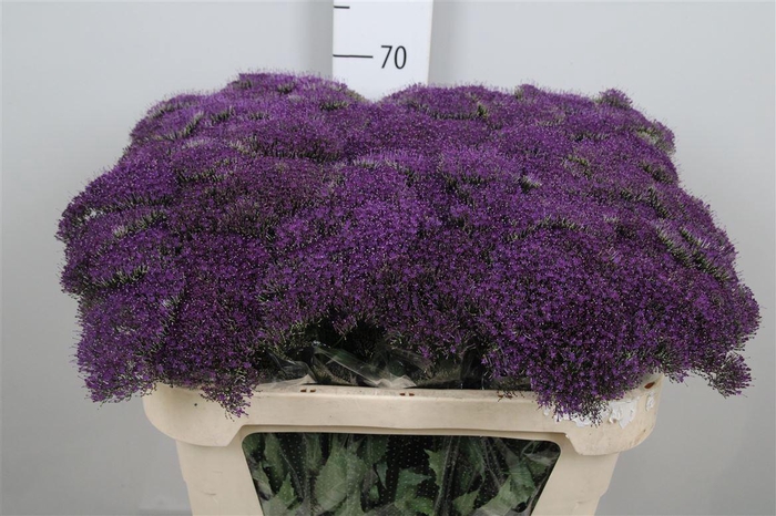 <h4>Trach Pu Lake Michig</h4>