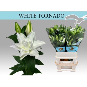 LI OR DU WHI TORNADO