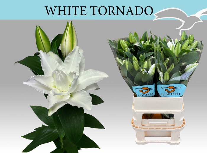 <h4>LI OR DU WHI TORNADO</h4>