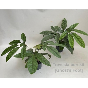 Trevesia burckii 14cm [Ghost's foot] *NEW*