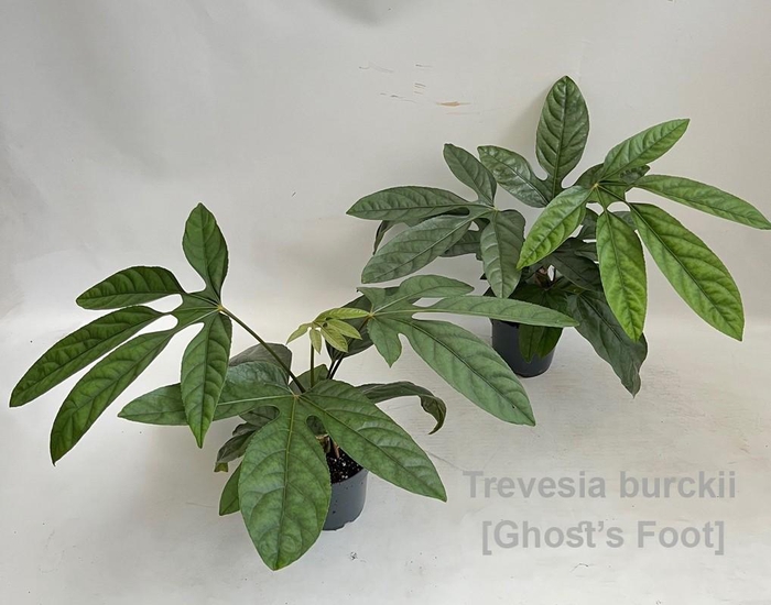 <h4>Trevesia burckii 14cm [Ghost's foot] *NEW*</h4>