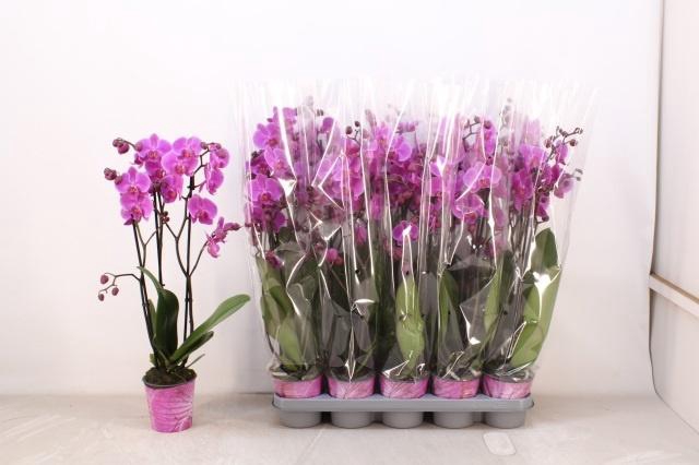 <h4>PHAL AN PASADENA</h4>