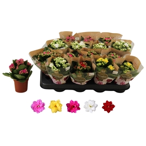 KAL GE RO GEM 5 KL