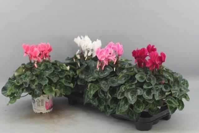 <h4>CYCL GR SUP XL</h4>