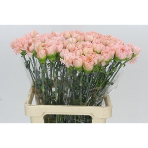 Dianthus St Lege Marrone