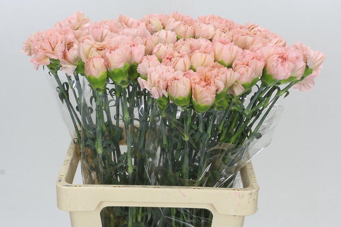 <h4>Dianthus St Lege Marrone</h4>