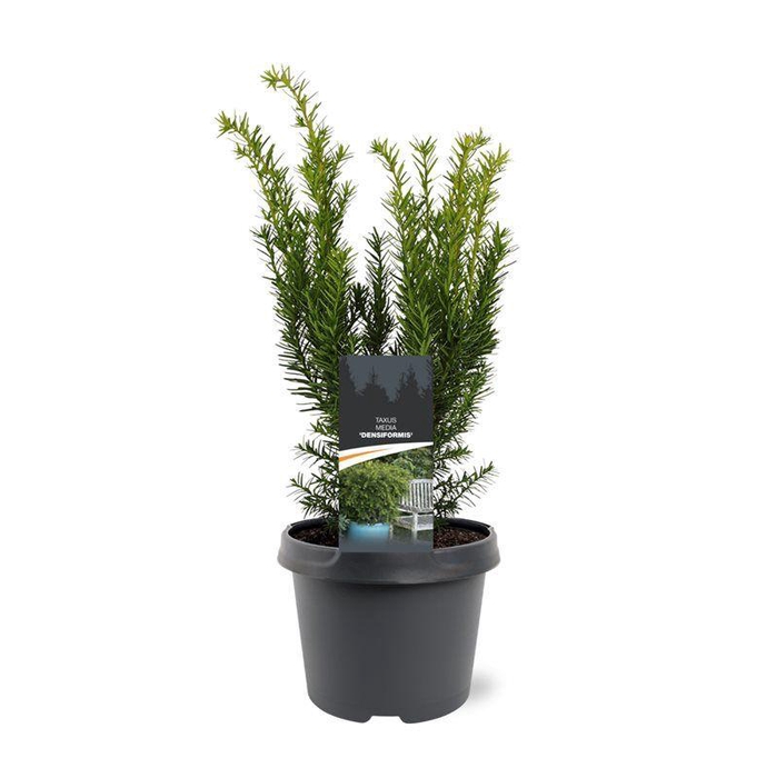 <h4>Taxus media 'Densiformis'</h4>