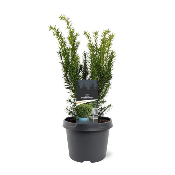 <h4>Taxus media 'Densiformis'</h4>
