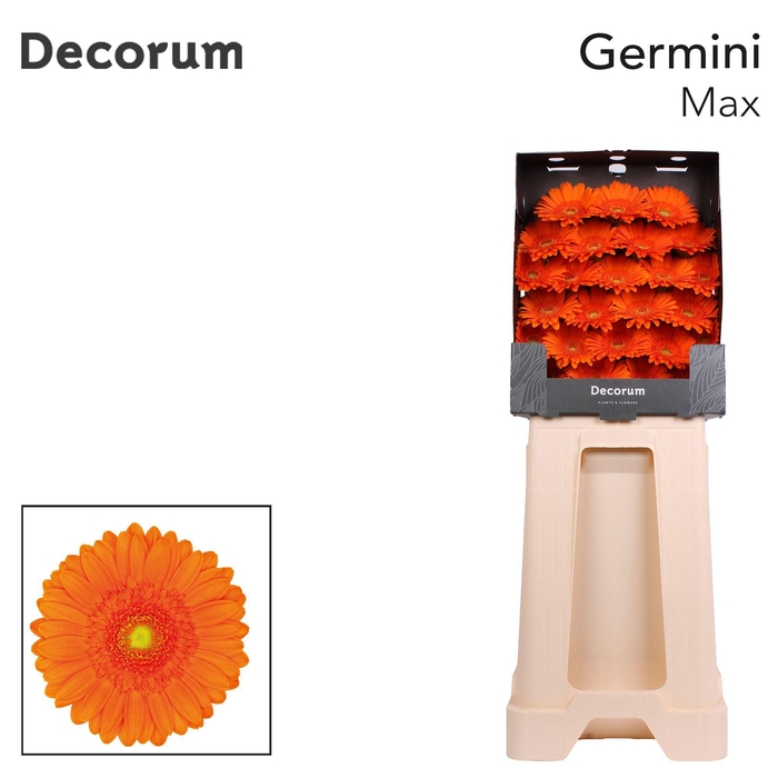 <h4>Germini Max Diamond</h4>