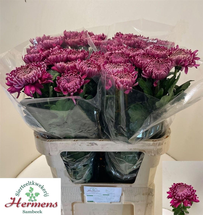 <h4>Chr G Regalm Purper</h4>